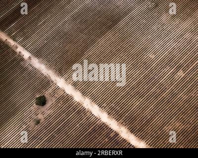 Luftaufnahme des Lavendelfeldes nach der Ernte in diagonalen Reihen, mit einer Straße, die die Farmen teilt, und einem einsamen Baum, horizontal Stockfoto