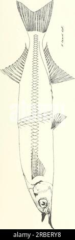 "Genießbare Fische und Krebstiere in New South Wales" (1893) Stockfoto