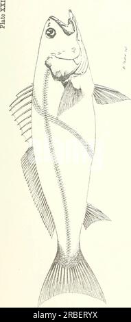 "Genießbare Fische und Krebstiere in New South Wales" (1893) Stockfoto