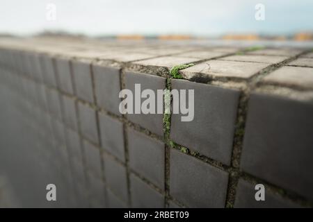 Grüne Pflanzen, die in den Ritzen eines Wohngebäudes wachsen. Stockfoto