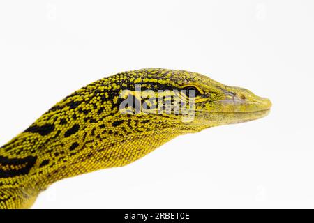 Gelber Baumwächter oder Reisingers Baumwächter Varanus reisingeri isoliert auf weißem Hintergrund Stockfoto