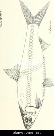 "Genießbare Fische und Krebstiere in New South Wales" (1893) Stockfoto