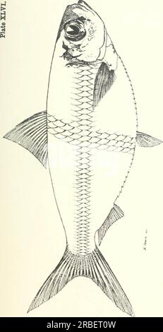 "Genießbare Fische und Krebstiere in New South Wales" (1893) Stockfoto