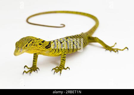 Gelber Baumwächter oder Reisingers Baumwächter Varanus reisingeri isoliert auf weißem Hintergrund Stockfoto