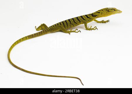 Gelber Baumwächter oder Reisingers Baumwächter Varanus reisingeri isoliert auf weißem Hintergrund Stockfoto