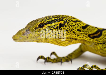 Gelber Baumwächter oder Reisingers Baumwächter Varanus reisingeri isoliert auf weißem Hintergrund Stockfoto