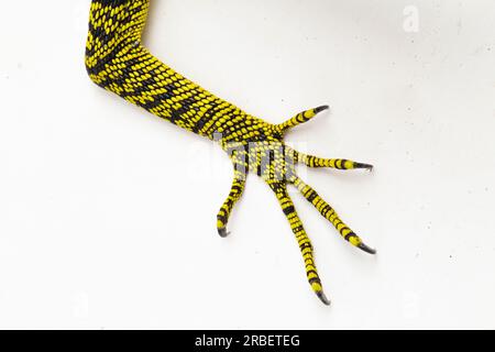 Gelber Baumwächter oder Reisingers Baumwächter Varanus reisingeri isoliert auf weißem Hintergrund Stockfoto