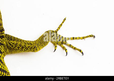 Gelber Baumwächter oder Reisingers Baumwächter Varanus reisingeri isoliert auf weißem Hintergrund Stockfoto