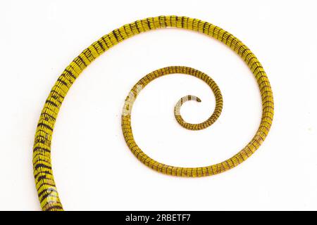 Gelber Baumwächter oder Reisingers Baumwächter Varanus reisingeri isoliert auf weißem Hintergrund Stockfoto