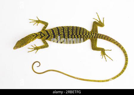 Gelber Baumwächter oder Reisingers Baumwächter Varanus reisingeri isoliert auf weißem Hintergrund Stockfoto