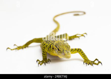 Gelber Baumwächter oder Reisingers Baumwächter Varanus reisingeri isoliert auf weißem Hintergrund Stockfoto