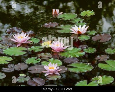 Rosa wasserlila blüht und grüne Blätter in einem Teich Stockfoto