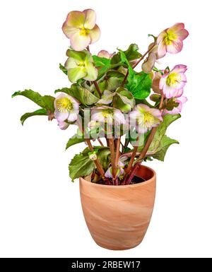 Nahaufnahme einer isolierten Helleberröschen-Frostküssblume Stockfoto
