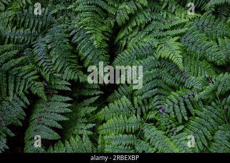 Üppig grüner Common Fern tief im Wald in Worcestershire, England. Die verschiedenen Farbtöne OG Green erzeugen ein eigenes Muster der Natur. Stockfoto