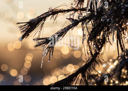 Eiszapfen hängen an Ästen eines immergrünen Baumes nach einem Sturm in Middletown, New York, am 5. Februar 2022. Szene in Middletown, New York, am 5. Februar 2022. Stockfoto