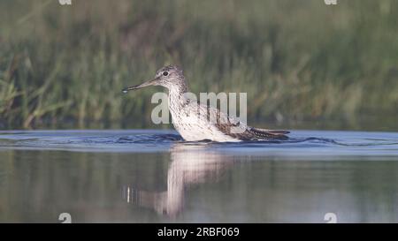 Grünschenkel (Tringa nebularia) im Flachwasser Stockfoto