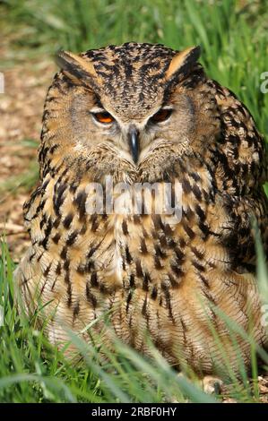 Uhu Stockfoto