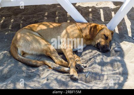 Ein streunender Hund schläft unter einem Sonnenschirm neben einer Sonnenliege am Strand Stockfoto