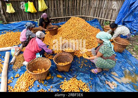 Frauen in traditioneller Kleidung sortieren rohe Betelnüsse in Holzkörben in einem kleinen Dorf in der Nähe von Mawlynnong in Meghalaya in Indien Stockfoto