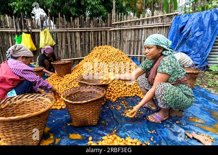 Frauen in typischen Kleidern sitzen auf dem Boden und sortieren Betelnussfrüchte nach der Ernte in einem Dorf in der Nähe von Mawlynnong, Nordost-Indien Stockfoto