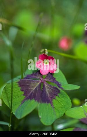 Eine vierblättrige oxalis, wunderschöne Pflanze mit roter Blume im Sommer Stockfoto