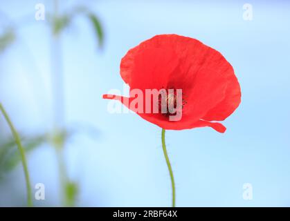 Isolierter wunderschöner einzelner heller roter Mohnstamm, vor einem blassblauen leeren Himmelshintergrund Stockfoto
