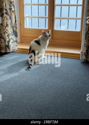 Katze vor Holzfenstern bei Tageslicht. Stockfoto