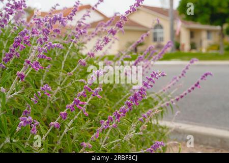 Bunte mexikanische Buschblüten in voller Blüte im Stadtpark. Salvia leucantha (Amethyst Salbei) Blüten im Nahbereich Stockfoto