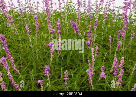 Bunte mexikanische Buschblüten in voller Blüte im Stadtpark. Salvia leucantha (Amethyst Salbei) Blüten im Nahbereich Stockfoto