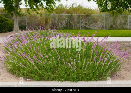 Bunte mexikanische Buschblüten in voller Blüte im Stadtpark. Salvia leucantha (Amethyst Salbei) Blüten im Nahbereich Stockfoto