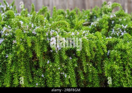 Rosmarinbüsche entlang des Fußwegs bilden eine wunderschöne, niedrige Hecke in Kalifornien Stockfoto