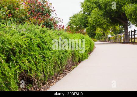 Rosmarinbüsche entlang des Fußwegs bilden eine wunderschöne, niedrige Hecke in Kalifornien Stockfoto