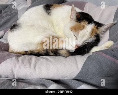 Dreifarbige Katze schläft friedlich und genießt ein Nickerchen Stockfoto