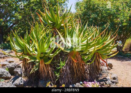 Mountain Aloe (Aloe Marlothii) aus nächster Nähe im Garten. Mountain Aloe ist ein großer immergrüner Sukkulent, er wächst bis zu 8-10 Meter hoch Stockfoto