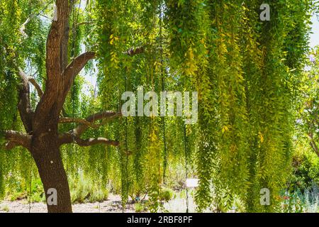 Mayten-Baum (Maytenus boaria), immergrüner, weinender Baum aus der Nähe im Garten an einem hellen, sonnigen Tag Stockfoto