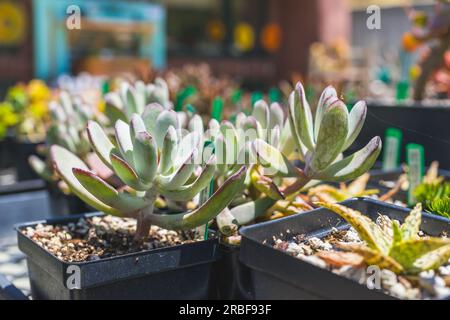 Pflanzengärten. Auswahl an Blumen, Sukkulenten in Blumentöpfen im Freien an einem hellen sonnigen Tag. Stockfoto