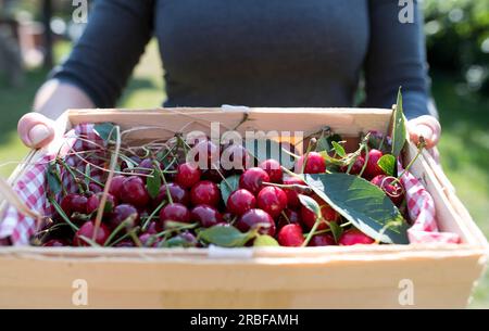 Eine Frau mit einem Korb mit frisch gepflückten Kirschen im Garten. Stockfoto