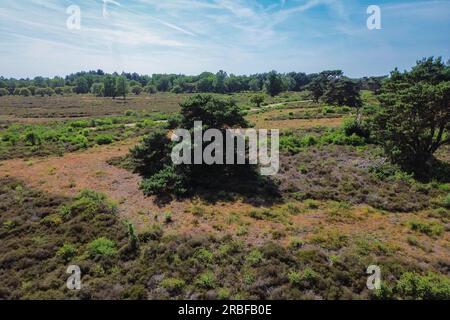 Kiefern in der heidnischen Landschaft „Zuiderheide“ bei Hilversum, Niederlande Stockfoto