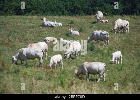 Charentaise-Kühe auf einem Feld im Burgund, ländliche Landschaft Stockfoto