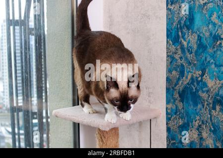 Siamesische Katze im Spielkomplex aus der Nähe Stockfoto