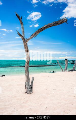 Toter Baum am Makalawena Beach in Hawaii Stockfoto