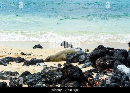 Hawaiianische Mönchsrobben am Strand Stockfoto