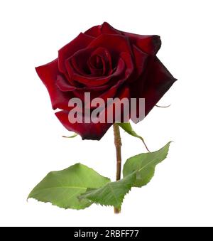 Blühende rote Rose isoliert auf weißem Hintergrund. Nahaufnahme einer einzelnen Blume Stockfoto