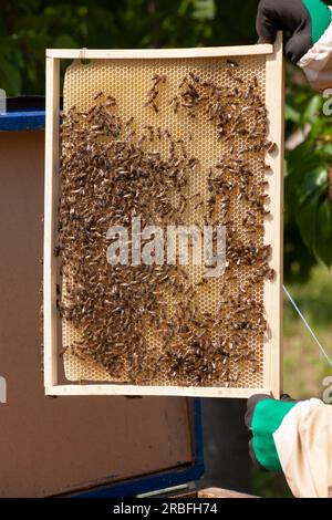 Die Hand eines Imkers hält einen Rahmen mit Bienen und gekapptem Honig in einer Sommerbienehäuser. Betonung des Konzepts der Bienenzucht. Stockfoto
