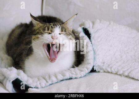 Erwachsene, weibliche Tabby-Katze, gähnt mit weit offenem Mund. Einige Zähne fehlen nach der Entfernung durch den Tierarzt Stockfoto