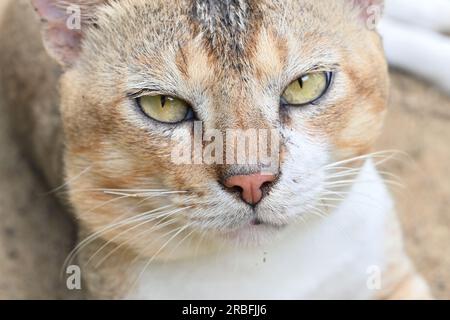 Extreme Nahaufnahme eines neugierigen Gesichts einer süßen Hauskatze Stockfoto