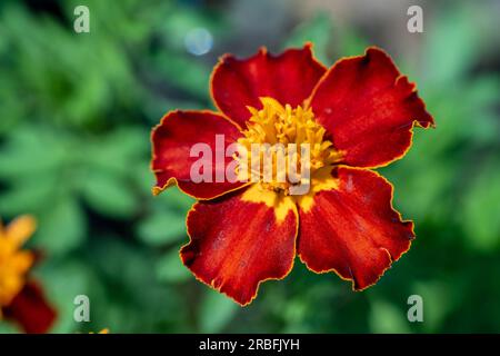 Nahaufnahme der gelben und roten Ringelblume im Garten mit lebendigen Naturfarben. Blumenbeet mit Tagetblumen. Helle Blumen auf grünem Hintergrund Stockfoto