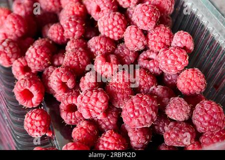 Viele Himbeeren schließen sich in einem Behälter Stockfoto