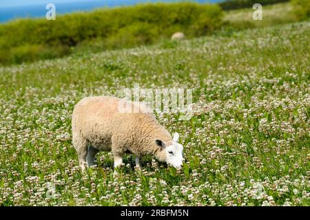 Ein Schaf grast auf einem Kleefeld auf dem Weg zum südlichsten Punkt Lizard Cornwall Stockfoto