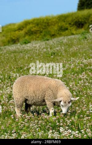 Ein Schaf grast auf einem Kleefeld auf dem Weg zum südlichsten Punkt Lizard Cornwall Stockfoto